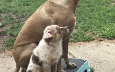  The Uncomfortable Truth: Why Your Dog Needs MORE Structure, Not Less