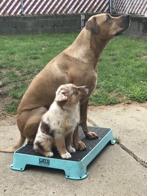  The Uncomfortable Truth: Why Your Dog Needs MORE Structure, Not Less