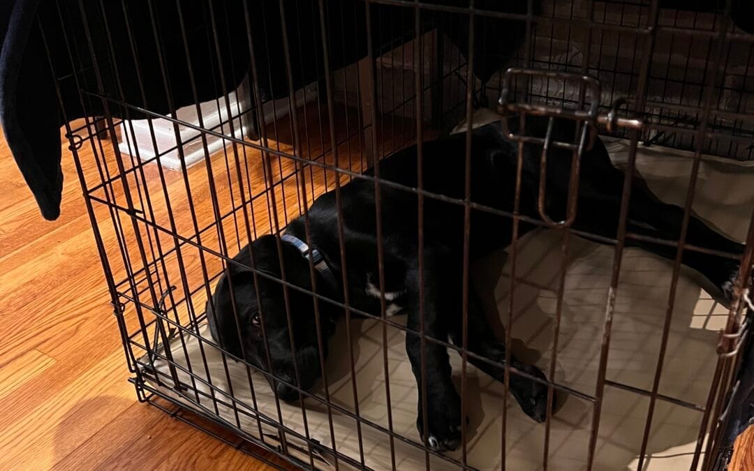 Why Crating Your Dog When You’re Home Isn’t Cruel (And Why It Might Be Exactly What They Need)