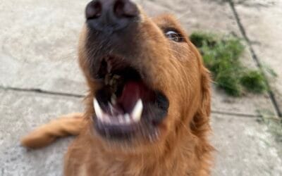 Your Dog’s Reactivity Isn’t Just a Walking Problem